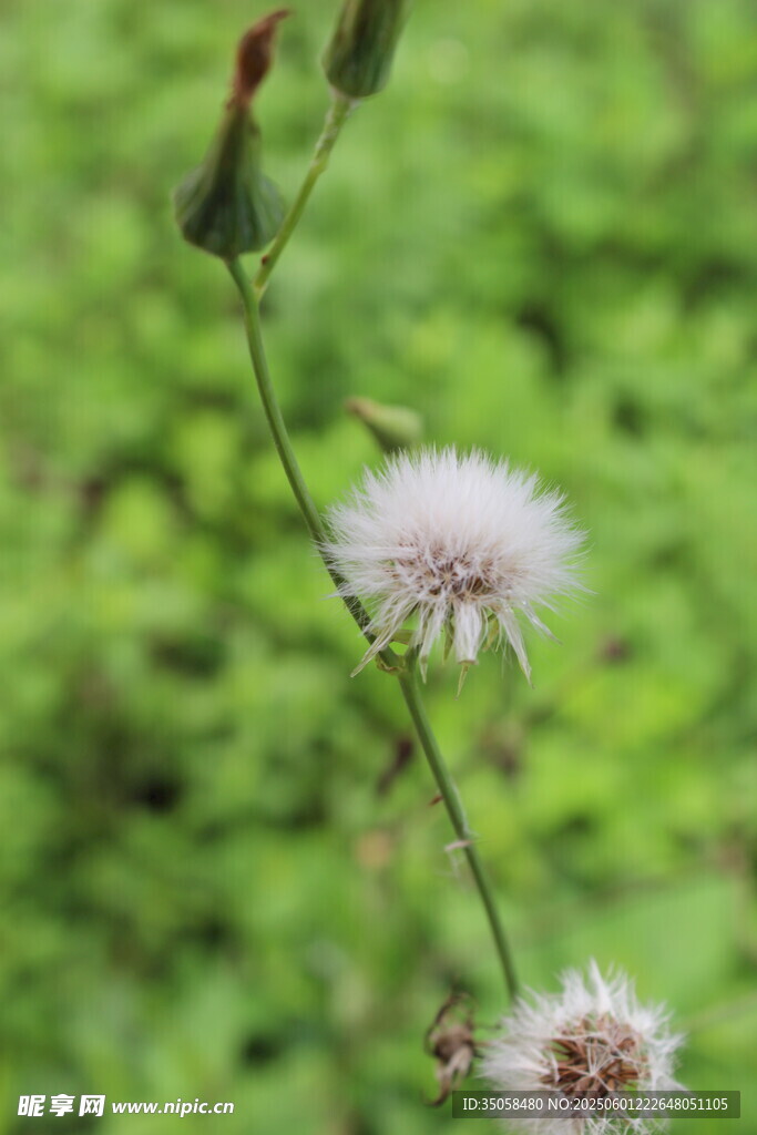 蒲公英 