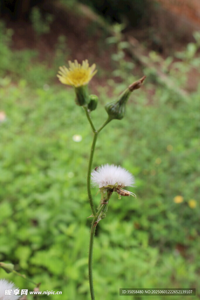 蒲公英 