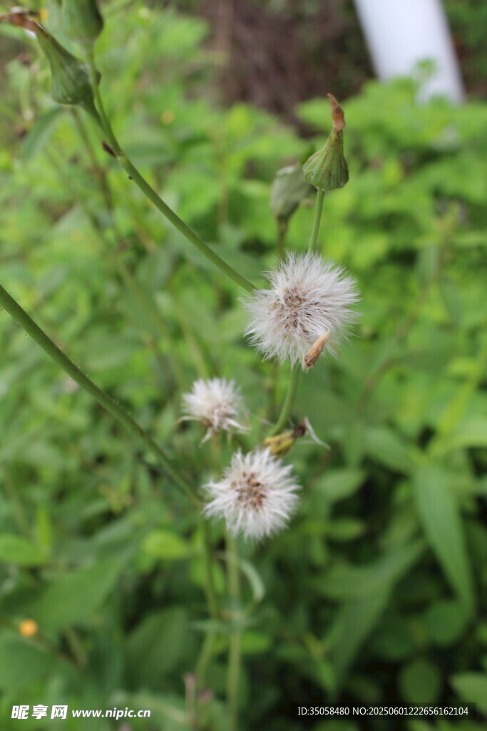蒲公英 