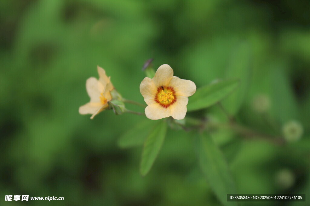 白背黄花棯  