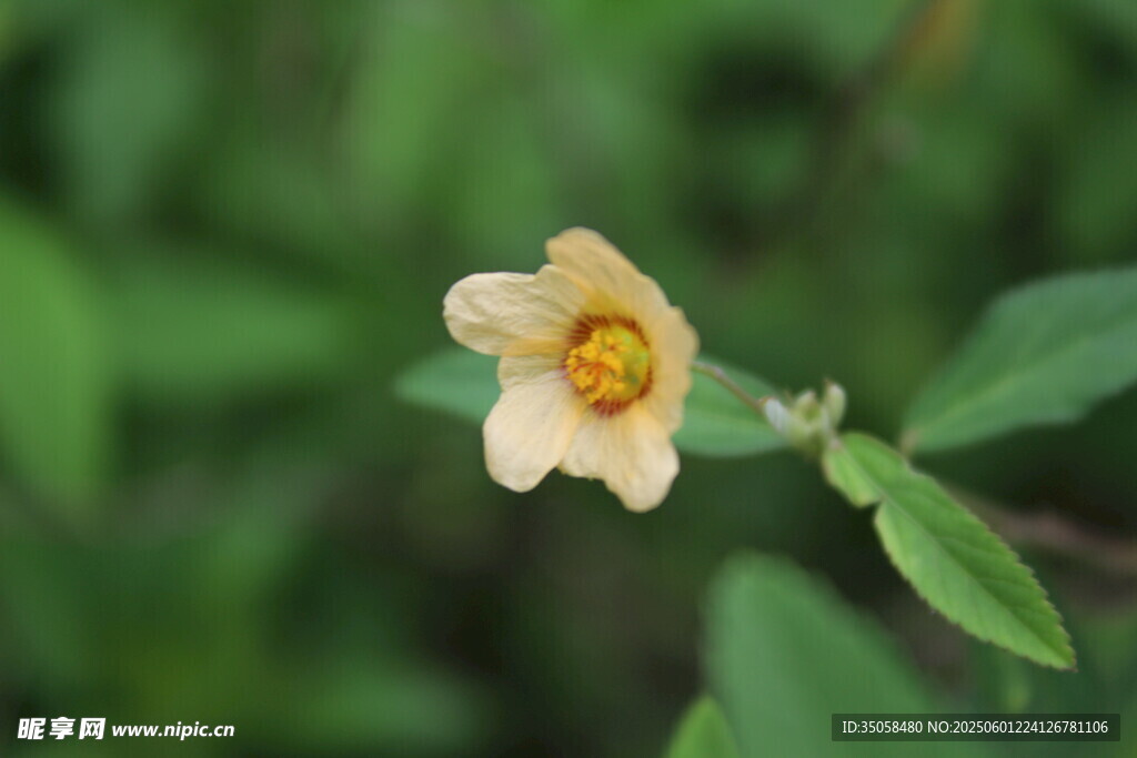 白背黄花棯 