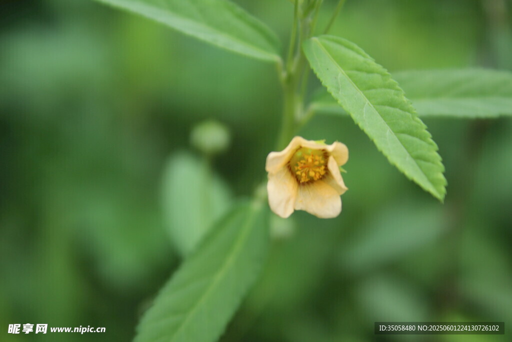 白背黄花棯  