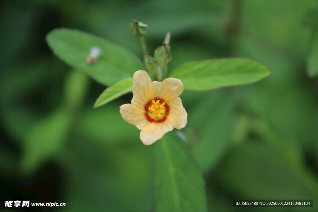 白背黄花棯 