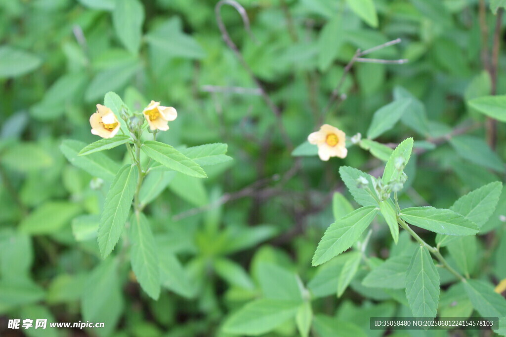 白背黄花棯 