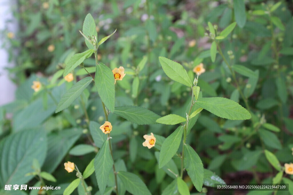 白背黄花棯 