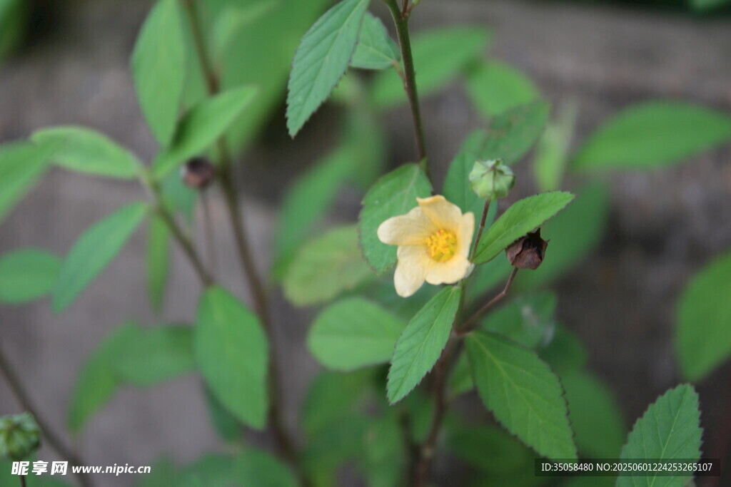 白背黄花棯 