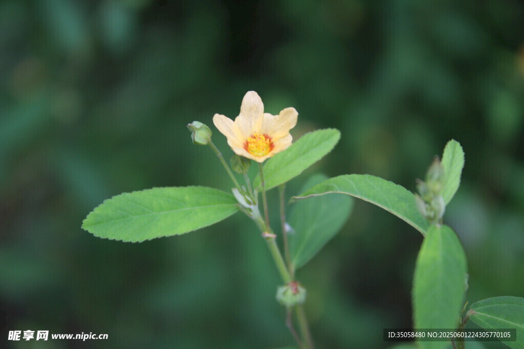 白背黄花棯 