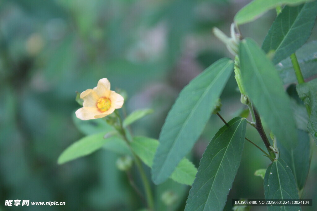 白背黄花棯  