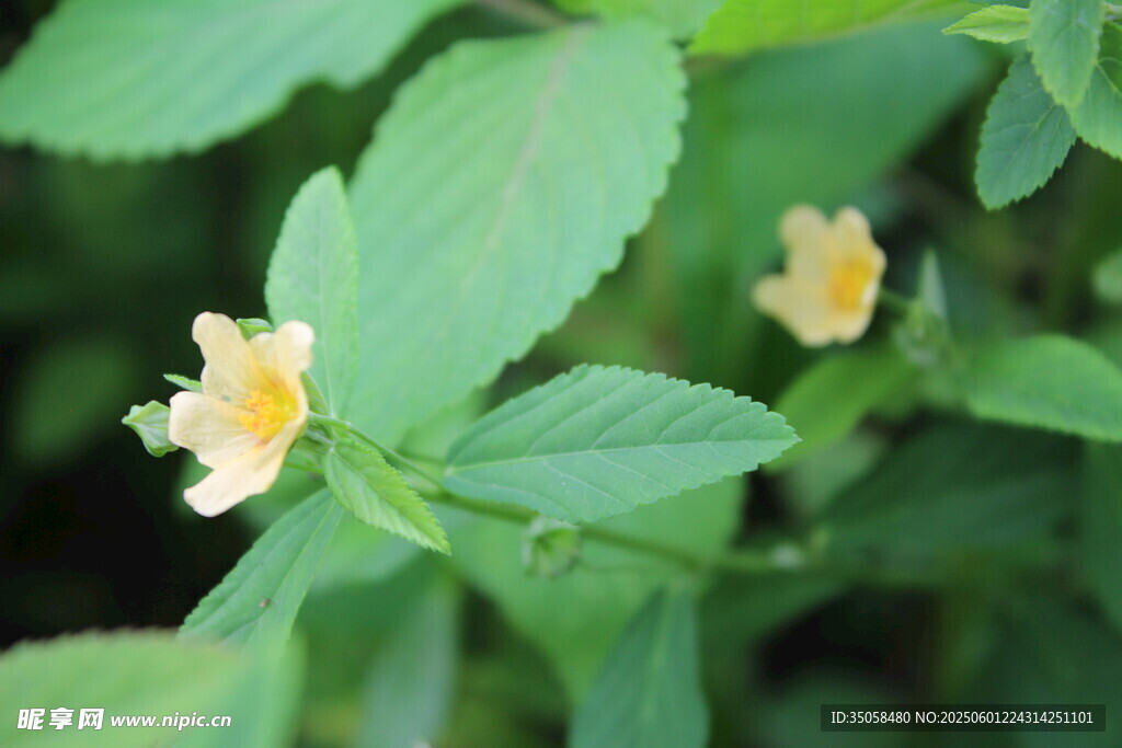白背黄花棯  