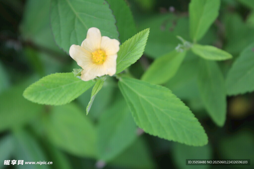 白背黄花棯  