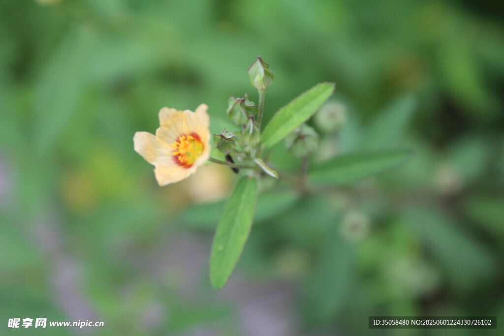 白背黄花棯 