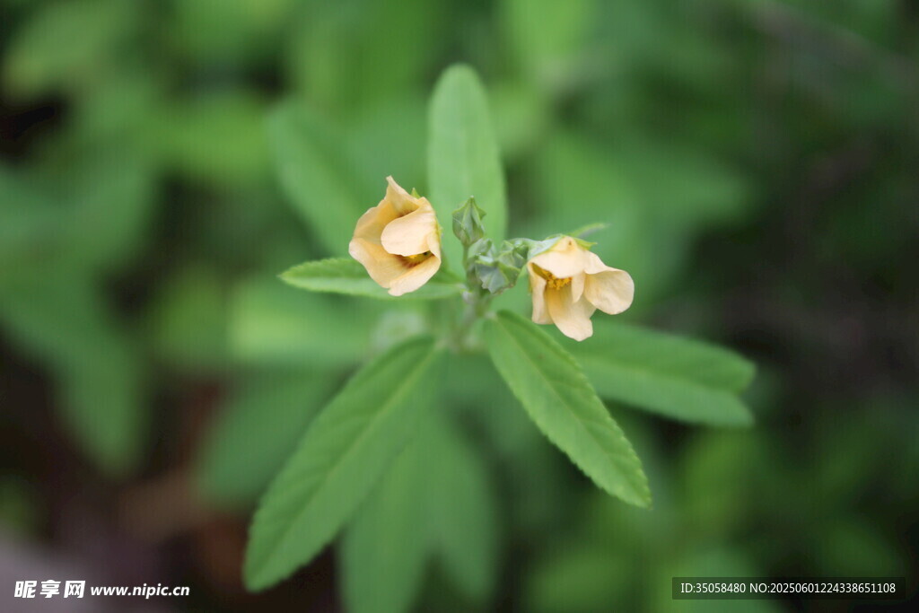 白背黄花棯 