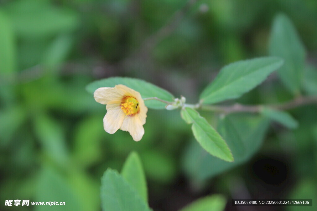 白背黄花棯  