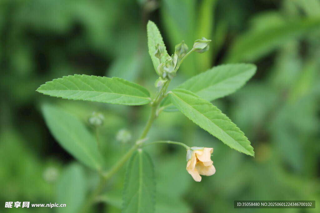 白背黄花棯 