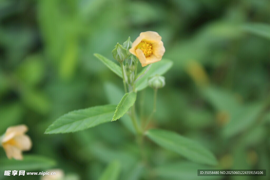 白背黄花棯 