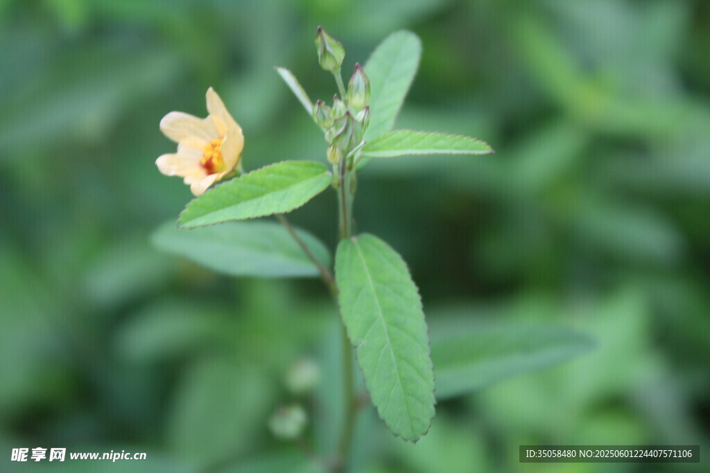 白背黄花棯  