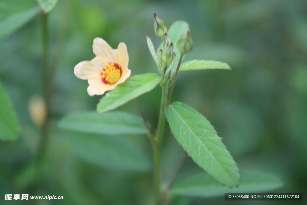 白背黄花棯  