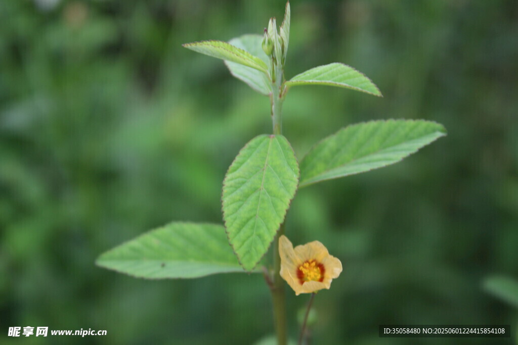 白背黄花棯 