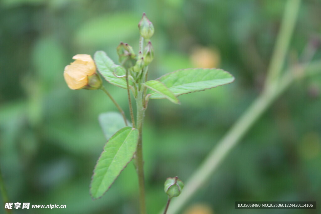 白背黄花棯 