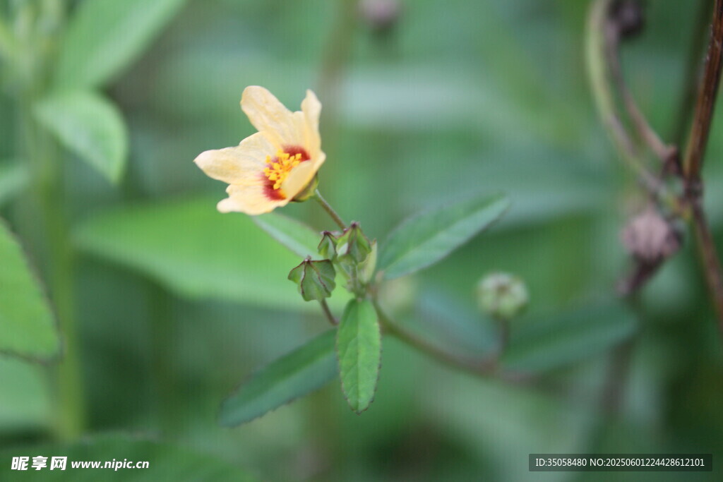 白背黄花棯 
