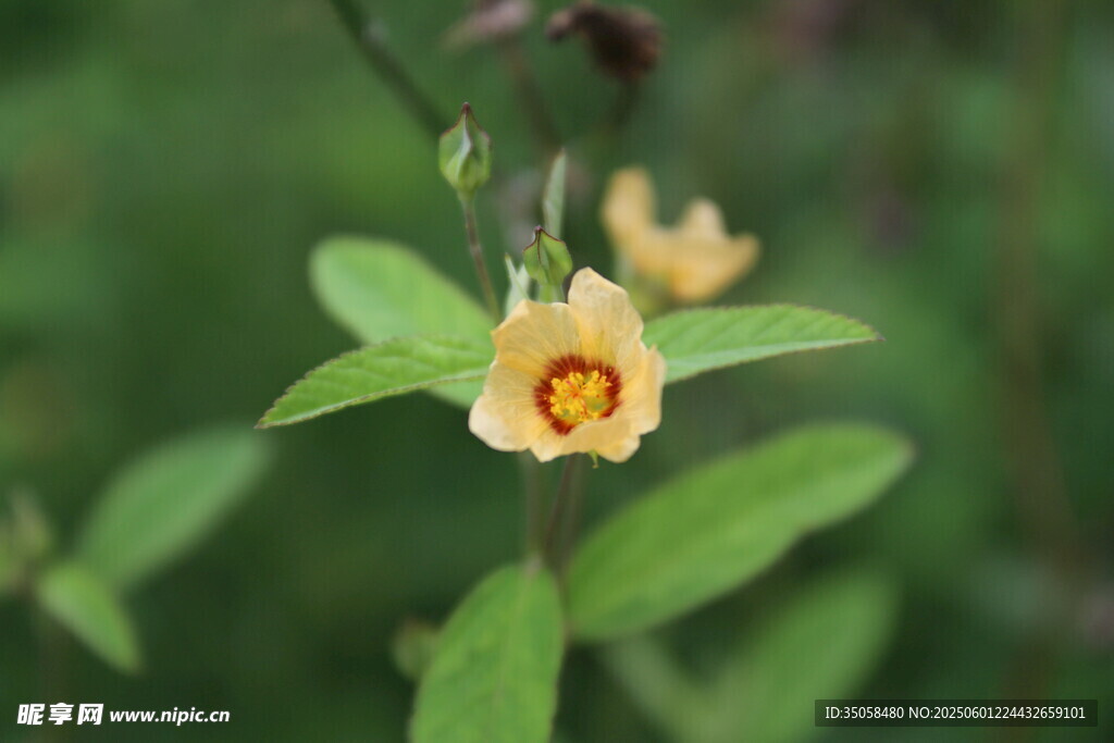 白背黄花棯 