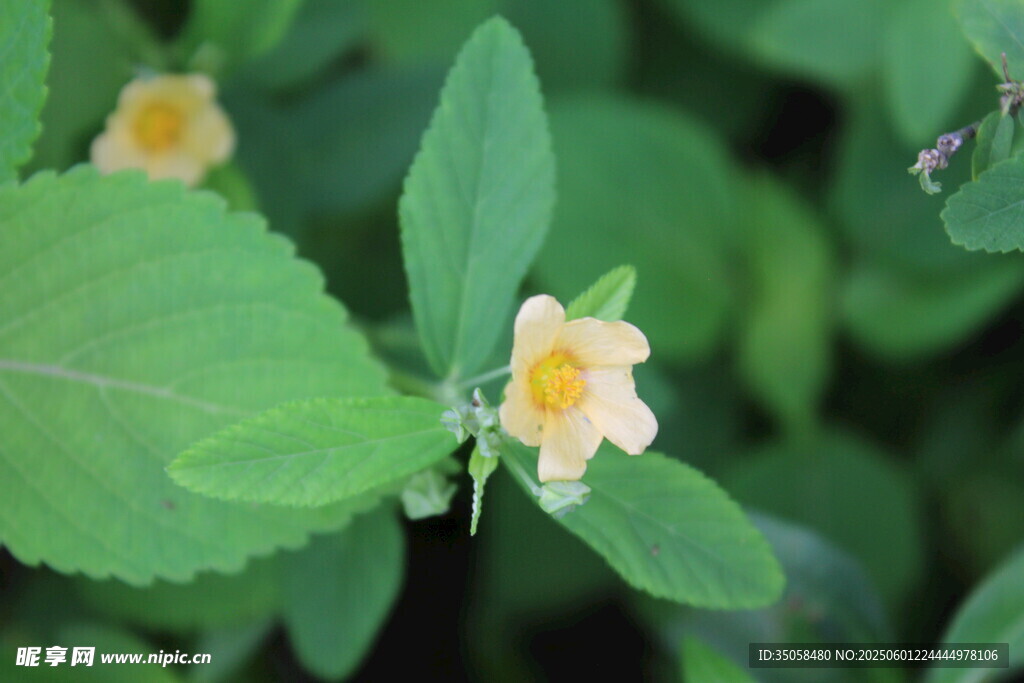 白背黄花棯 