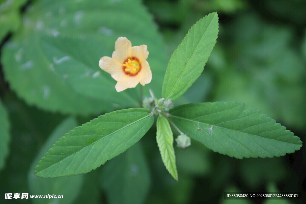白背黄花棯  