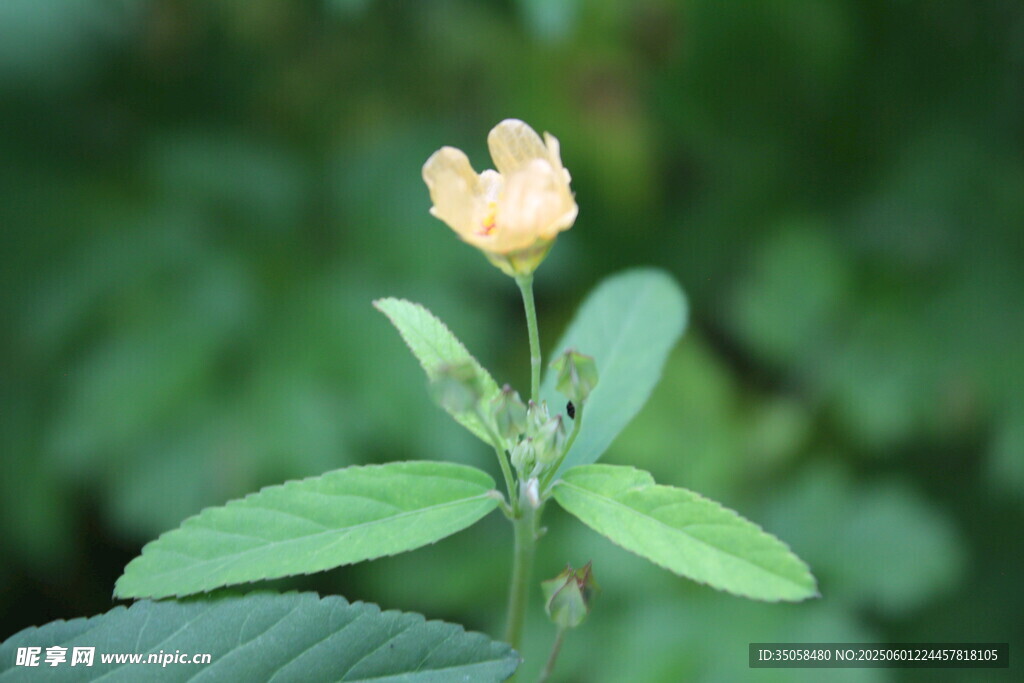 白背黄花棯  