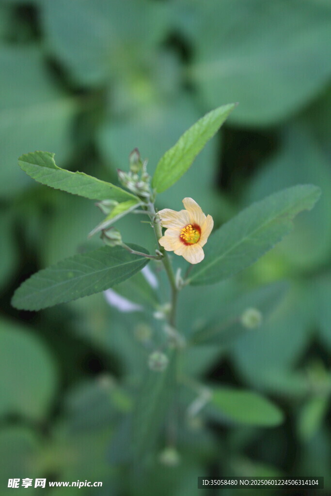 白背黄花棯 