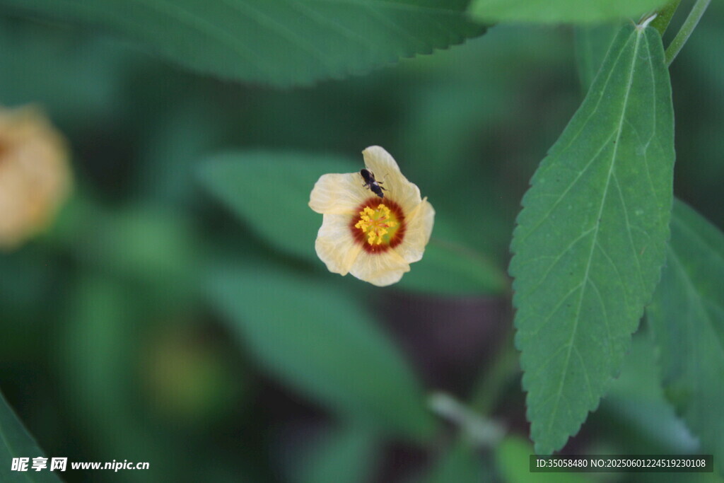 白背黄花棯  