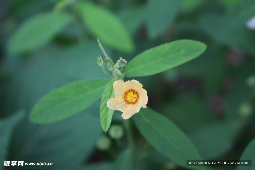 白背黄花棯  