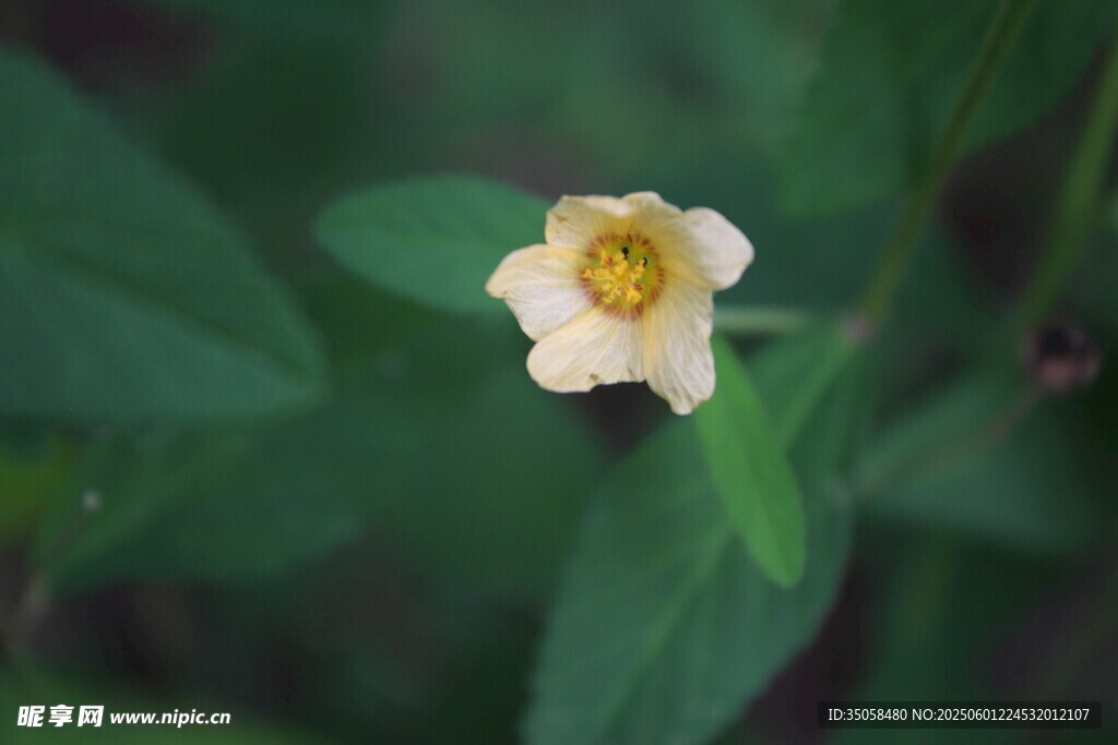白背黄花棯 