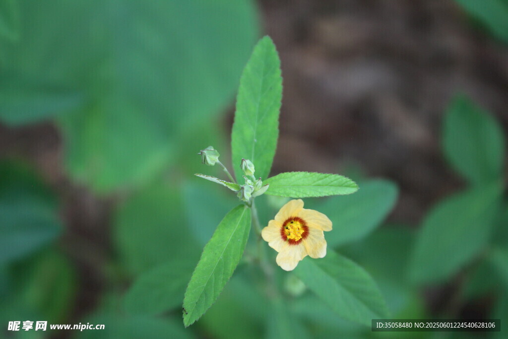 白背黄花棯 