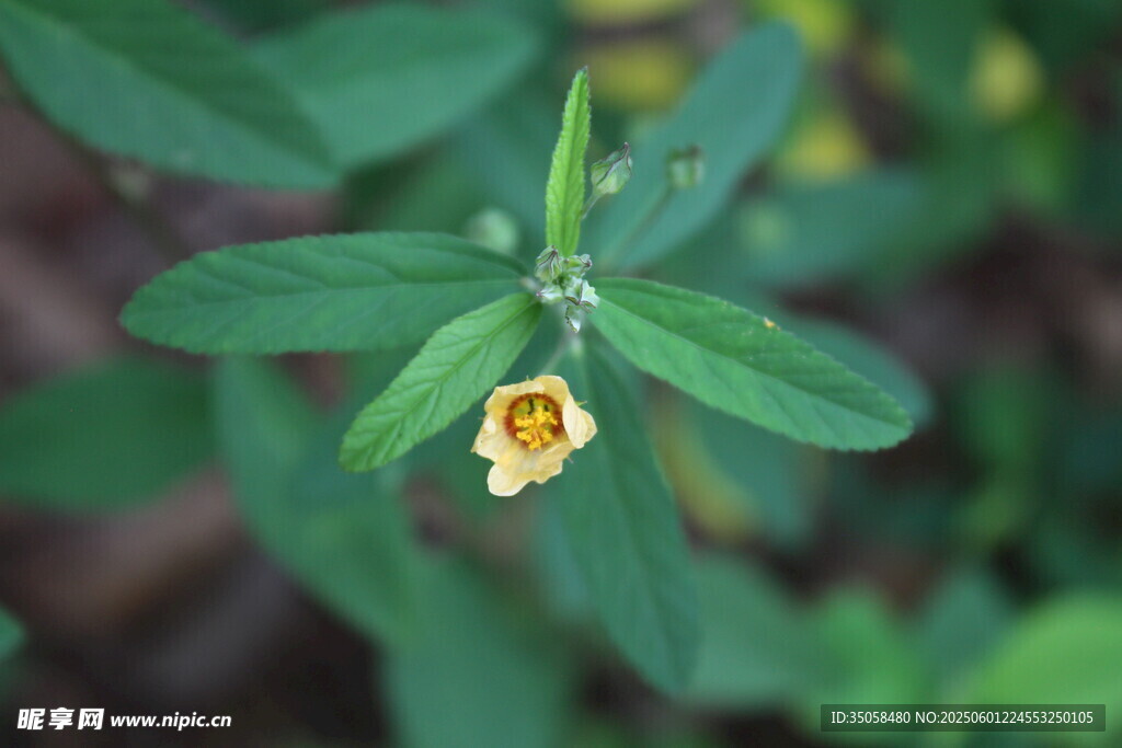 白背黄花棯 
