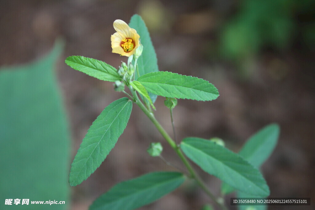 白背黄花棯 