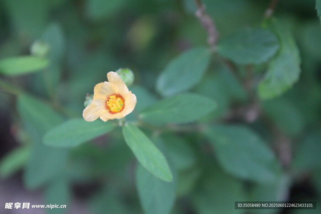 白背黄花棯  