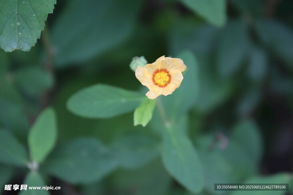 白背黄花棯  