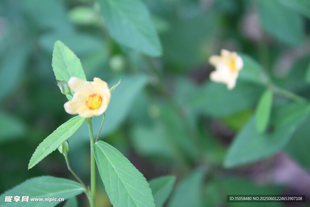 白背黄花棯 