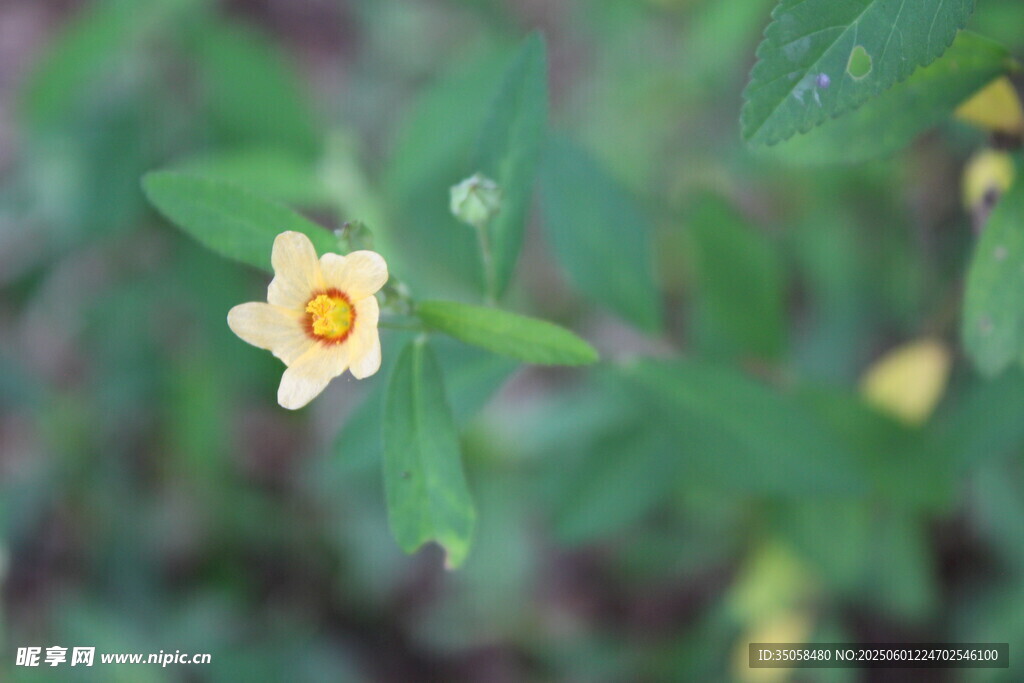 白背黄花棯  