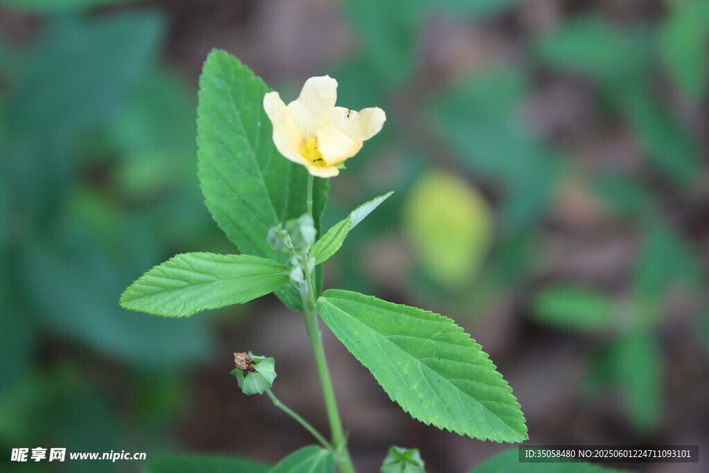 白背黄花棯  