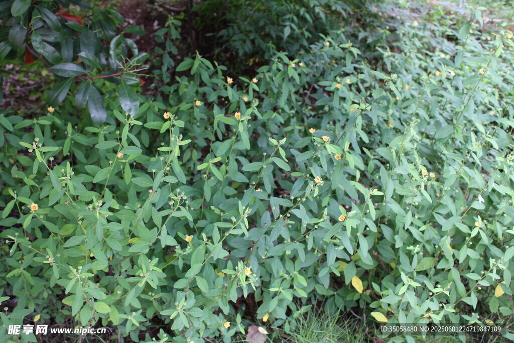 白背黄花棯  