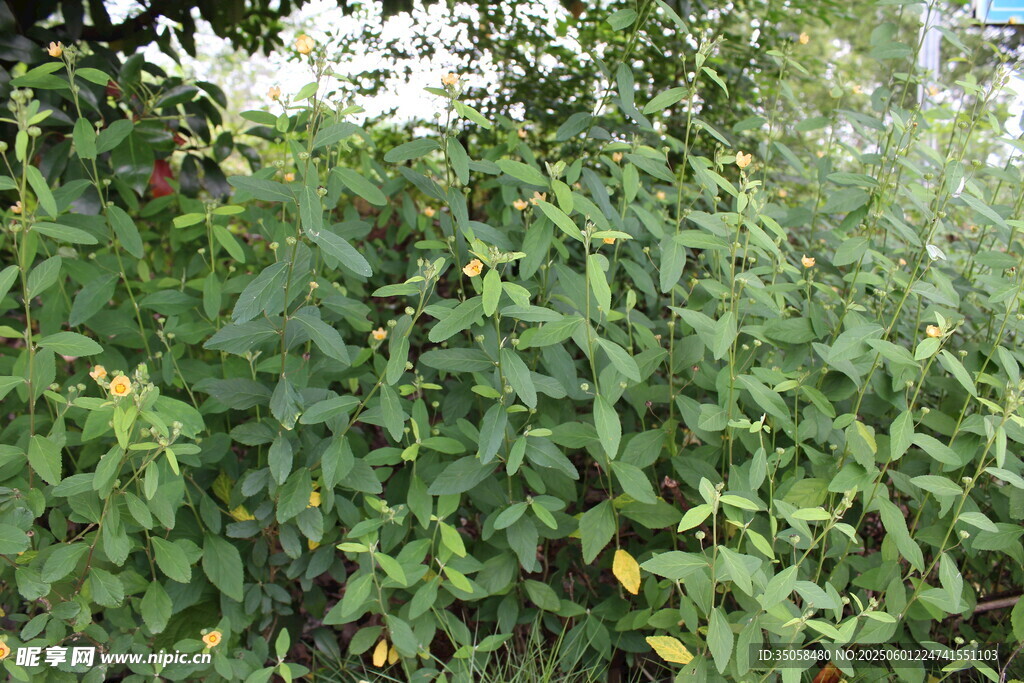 白背黄花棯 