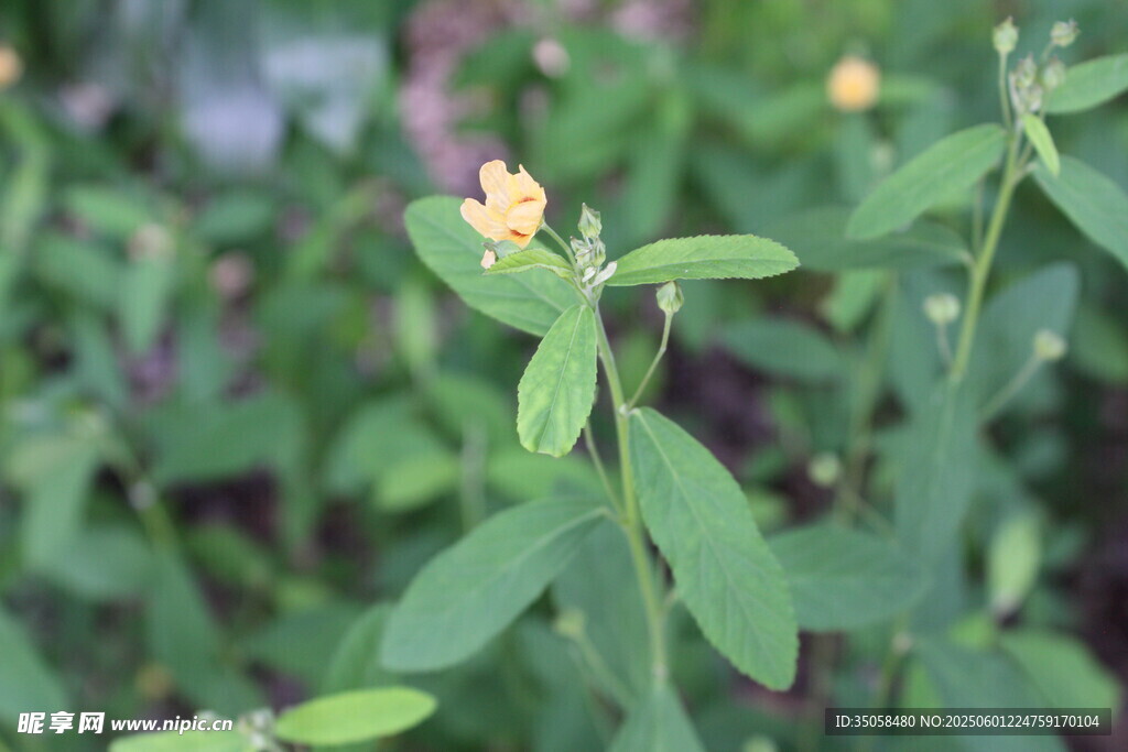 白背黄花棯 