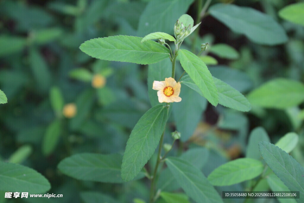 白背黄花棯 