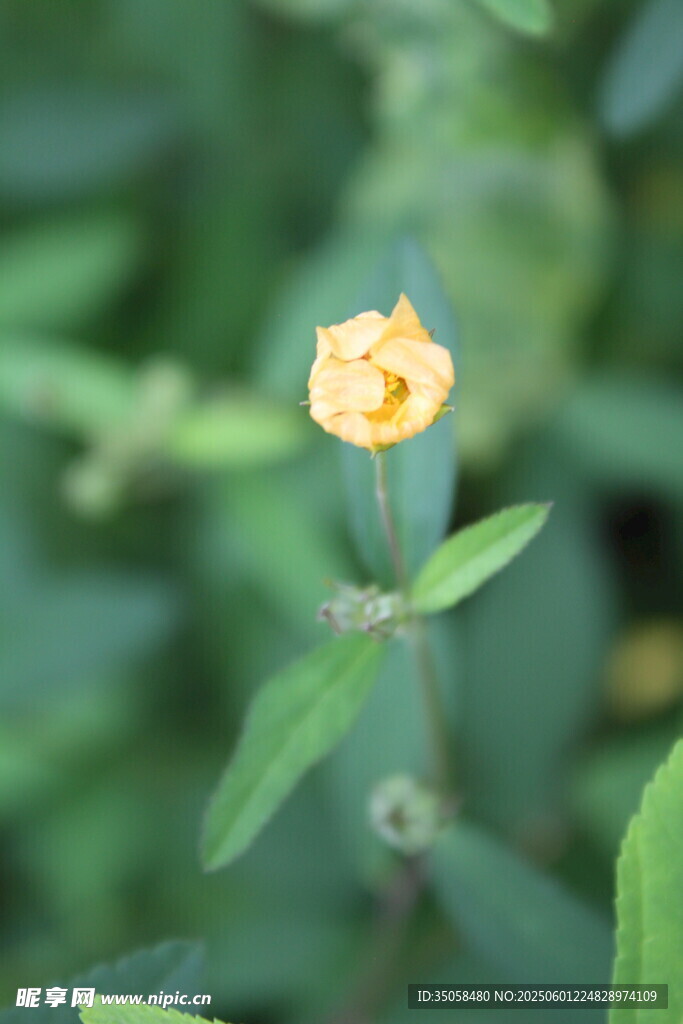 白背黄花棯  