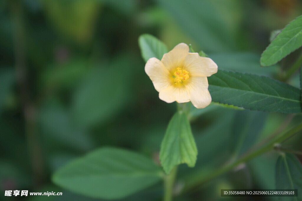 白背黄花棯  