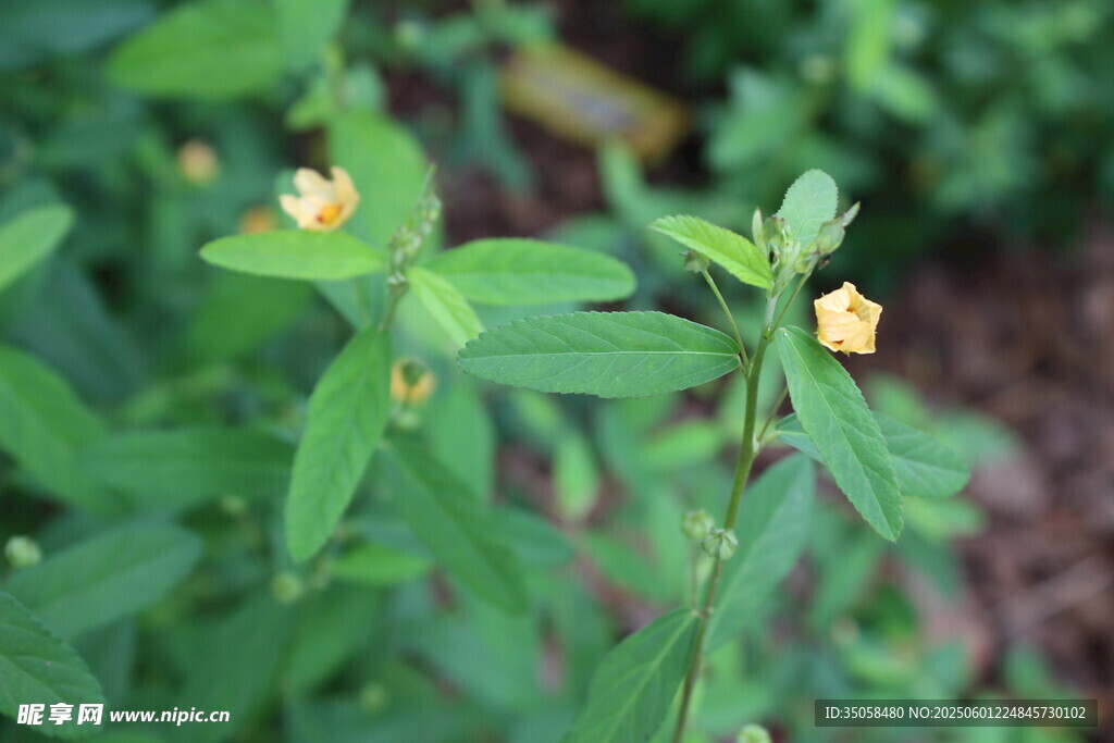 白背黄花棯  