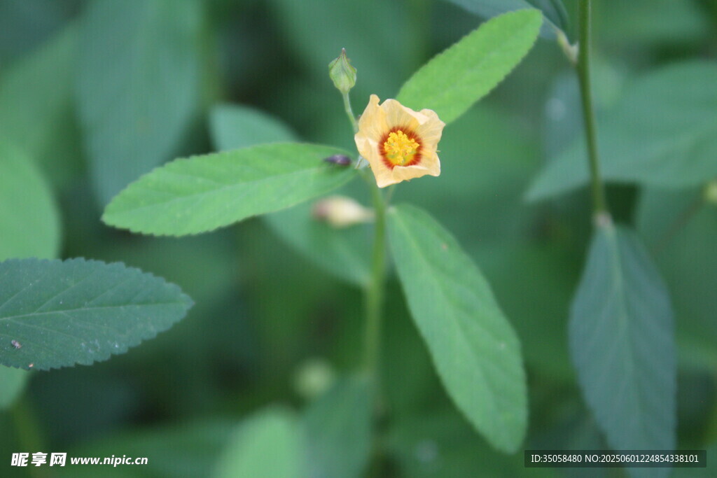 白背黄花棯 