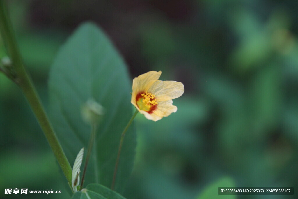白背黄花棯 