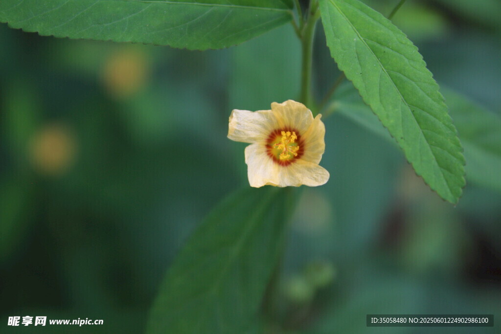 白背黄花棯 